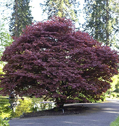 Roter Fächerahorn 30-40cm - Acer palmatum Atropurpureum