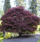Roter Fächerahorn 30-40cm - Acer palmatum Atropurpureum