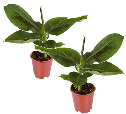 Plant in a Box - Musa Orientalischer Zwerg - 2er Set - Tropische Bananenpflanzen - Bananenstaude - Topf 12cm - Höhe 25-40cm