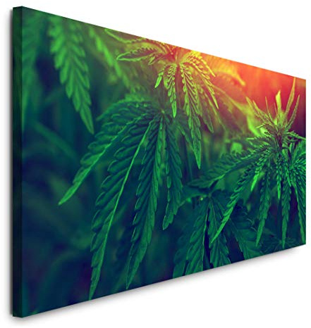 Paul Sinus Art GmbH Marihuana 120x 50cm Panorama Leinwand Bild XXL Format Wandbilder Wohnzimmer Wohnung Deko Kunstdrucke