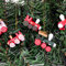 walenbily 6er Set Weihnachtszug Weihnachtsanhänger, Eisenbahn Holzanhänger Baumschmuck Holzdeko Natur