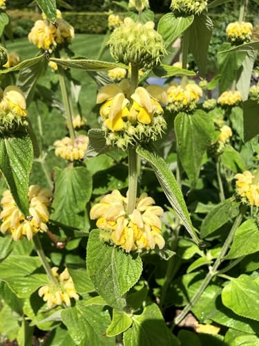 6 x Phlomis russeliana - Brandkraut im 9 x 9 topf