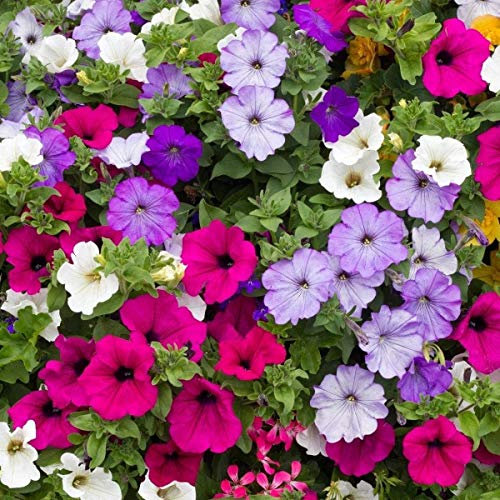 1,000 Hanging Petunia Seeds Trailing Flowers Seeds Petunias by Pretty Wild Seeds UK