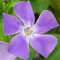 Kleines Immergrün, Vinca minor, blaublühend im April-Mai, Bodendecker, Staude im 0,5 Liter Topf