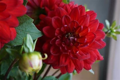 dahlien - knollen dahlien knollen xxl - dahlien knollen winterhart -dahlien knollen großblumig winterhart-dahlien knollen winterhart rot