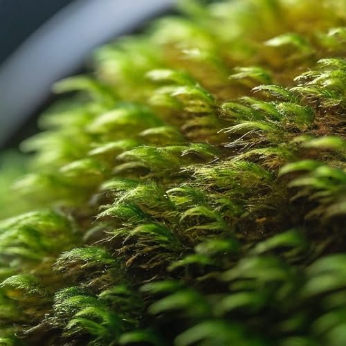 Lincolnshire Pond Plants Ltd - Spiky Moss Pad, Taxiphyllum Sp, Aquarium Moss Plant