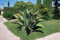 AGAVE FEROX, jahrhundertealte resistente Pflanze exotische Sukkulente große Aloe seltene Samen -15 SAMEN -