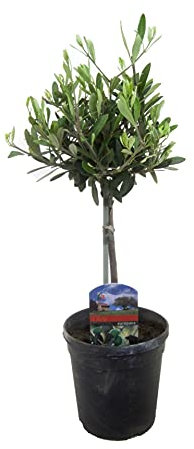 Olivo Árbol de Interior y Exterior Árbol Ornamental Olea Europaea Planta Natural