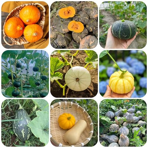kürbissamen zierkürbis samen pflanzen samen balkon pflanze, balkonpflanzen winterhart kürbiskerne pflanzendeko hochbeet saatgut zimmerpflanze samen gemüse winterharte pflanzen für 60pcs