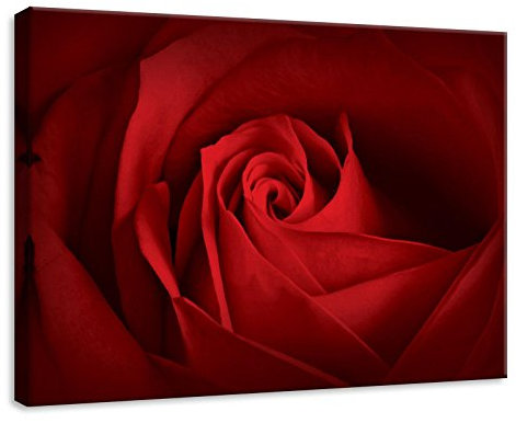 Forwall - Leinwand Bilder - Blumen Rosa Rosen Rot - 70x50 cm Leinwandbilder - Bild auf leinwand - Wandbild XXL groß Wandbilder für Wohnzimmer Schlafzimmer Wohnzimmerbilder Modern kunstdruck