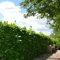 Gardline - Großblättriger Lorbeer 180-200 cm. 3-150 St. Kirschlorbeer - Sichtschutz Hecke - 5 St. (ca. 3 Meter)