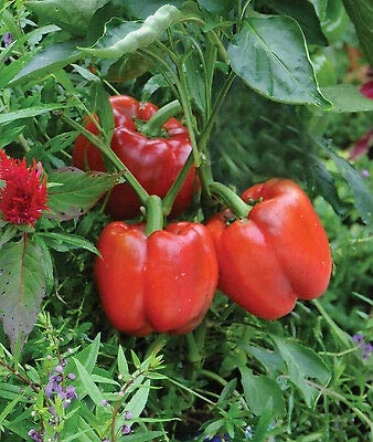 25 semi rossi Manzano Peperoncino, Capsicum pubescens Cile, Rocoto Locoto Albero.