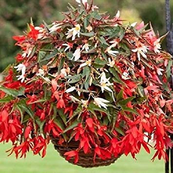 : 15 pellettato Begonia Begonia Semi Bo Nova Mix Trailing Begonia:Seeds Only