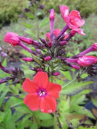 Phlox paniculata Orange - Hohe Flammenblume Stückzahl Rabatt 10er-Paket