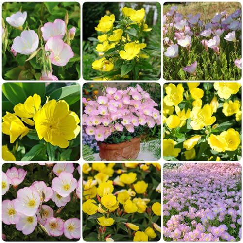 250 pcs nachtkerze samen bio - bodendecker winterhart wildblumensamen,Oenothera biennis, zimmergewächshaus anzucht garten samen winterfeste pflanzen für balkon zimmerpflanzen