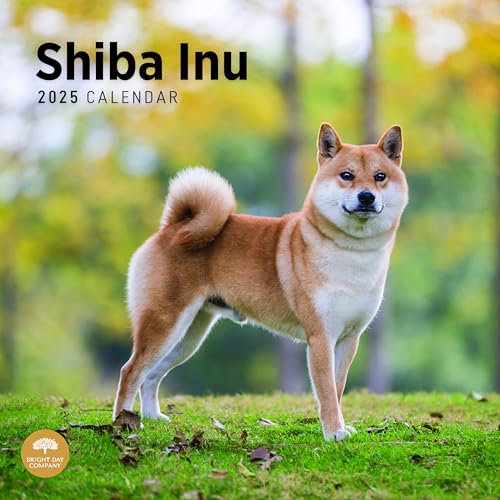 Bright Day Calendars 2025 Shiba Inu Monats-Wandkalender – süßes Hunderassengeschenk (30,5 x 30,5 cm)