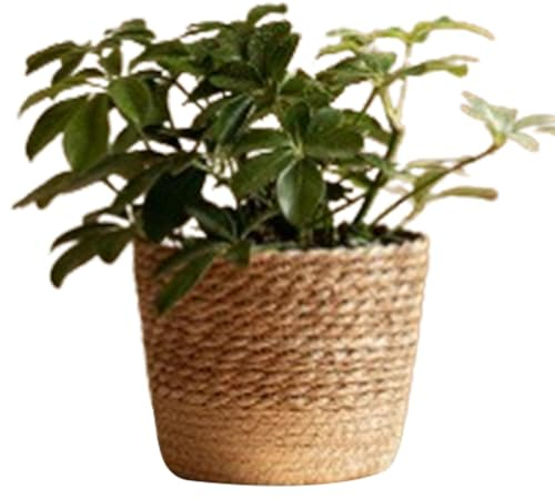 Cesta abdominal de algas marinas, cesta de flores de paja - Cesta de paja trenzada para plantas, cesta de almacenamiento tejida a mano de paja natural para salón de té y dormitorio