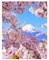 DCIDBEI DIY Diamond Painting Kirschblüten Japan 40x50cm - 5D Diamant Malerei Malen Nach Zahlen Blumen Landschaft - Groß Kreuzstich Strass Fuji Gemälde