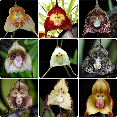 100 semi misti freschi di orchidea a forma di scimmia