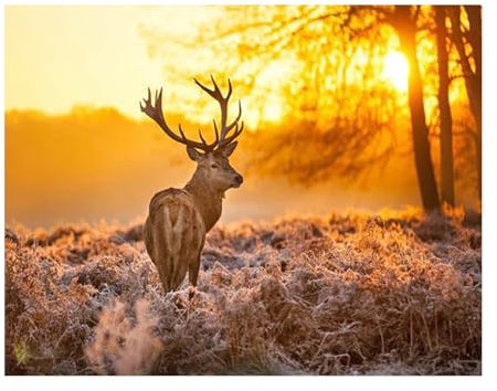 SHEGZHUC Peinture diamant 50 x 40 cm Cerf Chevreuil Coucher de soleil Diamond Painting Animaux Diamond Painting Paysage Diamant Peinture Broderie Point de Croix Images Cadeau Décoration Murale