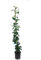 PLANTA TREPADORA NATURAL STEPHANOTIS FLORIBUNDA M20 160CM (JAZMIN DE MADAGASCAR) PARA EXTERIOR
