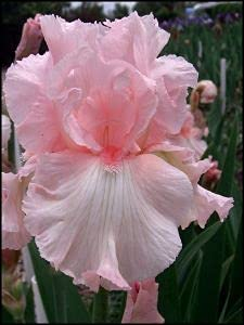 Semi di Fiori di iris rosa