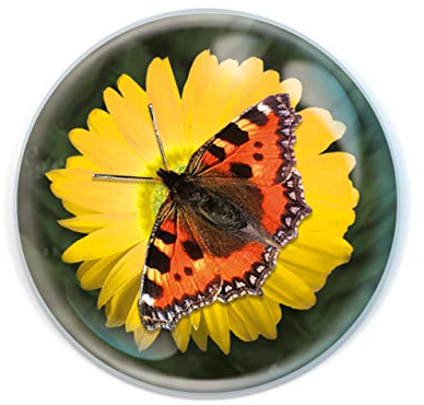 Deluxebase Magnidome Butterfly Fridge Magnet – Crystal Glass Dome Animal Magnets for Fridges, Decorative Strong Magnet for Kitchen Accessories, Novelty Gifts and Cute Home Decor.