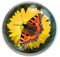 Deluxebase Magnidome Butterfly Fridge Magnet – Crystal Glass Dome Animal Magnets for Fridges, Decorative Strong Magnet for Kitchen Accessories, Novelty Gifts and Cute Home Decor.