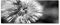 Tulup Impression sur Verre 125x50 cm Image Tableau Photo décorative panoramique pour la Cuisine et Le Salon - Fleurs et Plantes - Pissenlits - Noir et Blanc