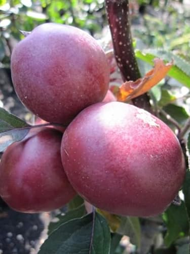 Malus domestica Redlane - Säulenapfelbaum Redlane 80-100cm - rosarotes Fruchtfleisch