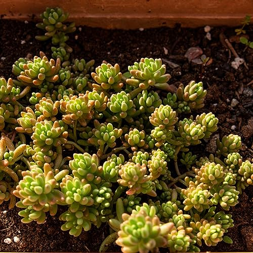 100 pcs sedum bodendecker samen - kräuter samen pflanztöpfe steingartenpflanzen winterhart,Sedum Spectabile, indoor kräutergarten topfpflanzen draußen winterhart gartenkräuter dachbegrünung
