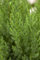 Juniperus chinensis 'Stricta' 40-50 cm - Chinesischer Wacholder, säulenförmig, immergrün, ideal für Hecken und Kübel, pflegeleicht, winterhart