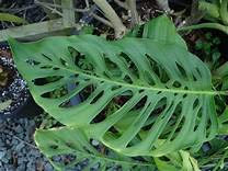 Portal Cool 100Pcs Monstera obliqua Semi di Fiori Bonsai Piante da Vaso della Decorazione Pot Giardino Turtle