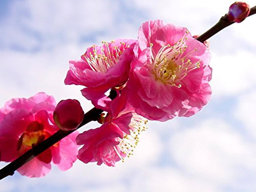 Albaricoque japonés (ciruelo chino) Prunus mume árbol 3 Semillas rápido, llamativo, comestible