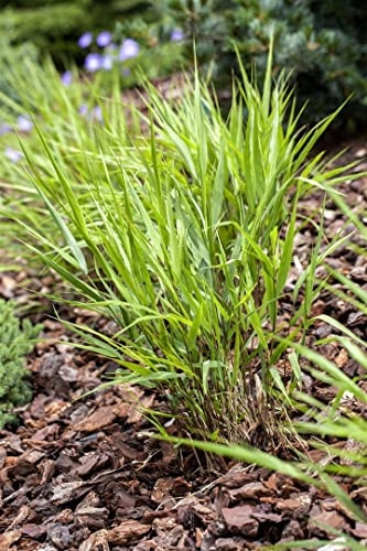 Hakonechloa macra 9x9 cm Topf – Winterhart, Mehrjährig, Pflegeleicht – Japanisches Waldgras – Ziergras für Schattenbeet & Kübel