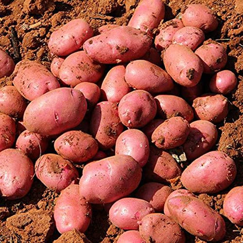 Saterkali Semi di patate, 200 Pz/borsa Semi di patate Semi di ortaggi rossi ad alto rendimento ad alto rendimento in rapida crescita per giardino Semi Di Patate