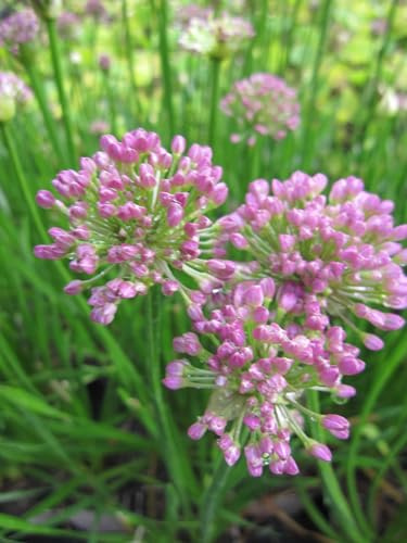 Allium selescens Millenium - Bienen Berglauch - Zierlauch Millenium Verpackungseinheit 3
