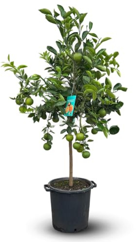 Attitude Jardin - Oranger - agrume mediterraneo - albero da frutto - 170-190 cm - ⌀ 35 cm