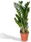 La Green Touch - Zamioculcas Zamiifolia Zimmerpflanze – Topf 17 cm, Höhe 70 cm