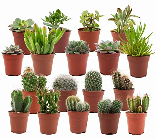 ZynesFlora Cactus et Succulentes Naturelles en pot de fleurs Ø 5.5 cm - Lot de 18 - Hauteur: 5-10 cm - Mélange de Succulentes Petite Variétés Diverses Plantes Grasses d'Intérieur