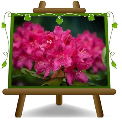 Rhododendron dunkelrosa Nova Zembla Zierpflanze