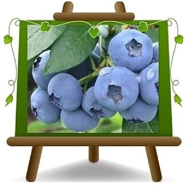 Schwarze Heidelbeeren Amerikanische Riesen Sorte Denise Blue Pflanze aus kleineren Früchten auf Topf 20 cm Höhe 50-100 cm