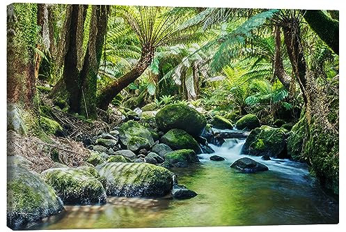 Posterlounge Regenwald in Tasmanien Leinwandbild von Matteo Colombo 90 x 60 cm Grün Wandbilder Wanddeko