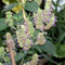 50 Patchouli samen exotische pflanzen winterhart bodendecker pflanzen winterhart steingartenpflanzen winterhart exotische pflanzen winterhart seltene pflanzen