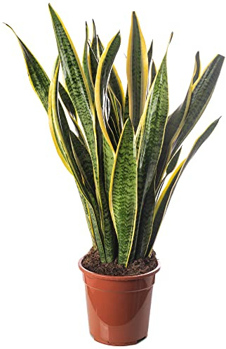 Plantas de interior altas y exóticas, como la Sansevieria, son ideales para tu hogar.
