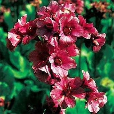 Bergenia Codirosso 25 halb