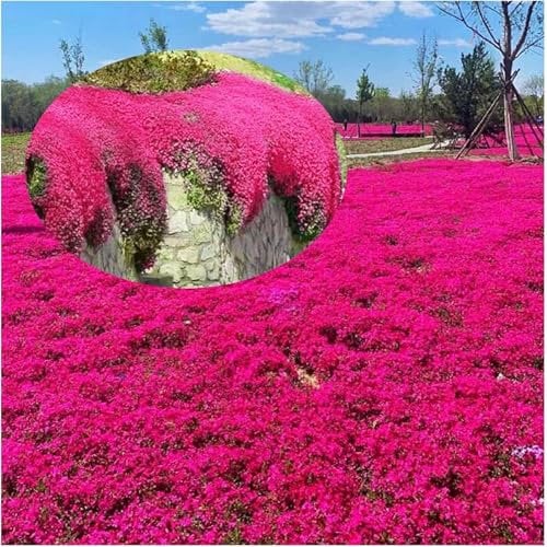 Semi di Timo Serpillo Multicolore Facili da Coltivare - Fiori Perenni Resistenti per Giardino, Balcone e Cortile (200 Pcs Rosso)