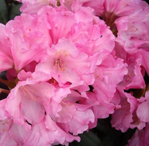 Rhododendron yakushimanum 'Kalinka' Japanische Azalee 50-60 cm winterhart Freilandaufzucht