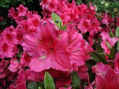 Azalea Vuyks Rosy Red - Plant In 9cm Pot : Seeds Only