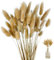 60 PCS Getrocknetes Pampasgras,natürlich Getrocknete Blumensträuße,Schlafzimmer Indoor Hochzeit Home Decoration,Hasenschwanzgras Getrocknet Pampasgras Deko